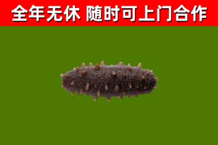 铁山港烟酒回收干海参.jpg